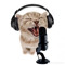 kitty