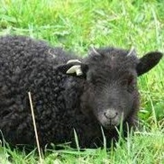 black sheep glo