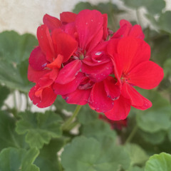 Sil