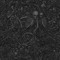 seeingfaces