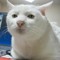 catistheman