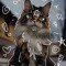 .✰🐾𝓉𝒽ℯ𝓇𝒾𝒶𝓃 ℊ𝒾𝓇𝓁🐾✰.