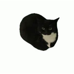 MAXWELLCAT