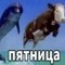 MacanPopka