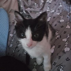 yeni!