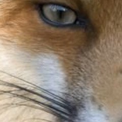 SoFloNiteFoxx