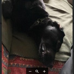 Lottie_The_Singing_Labrador