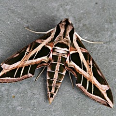 Moth