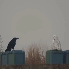 …