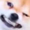 LLAMA_BEAN