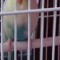 Parakeet Feet