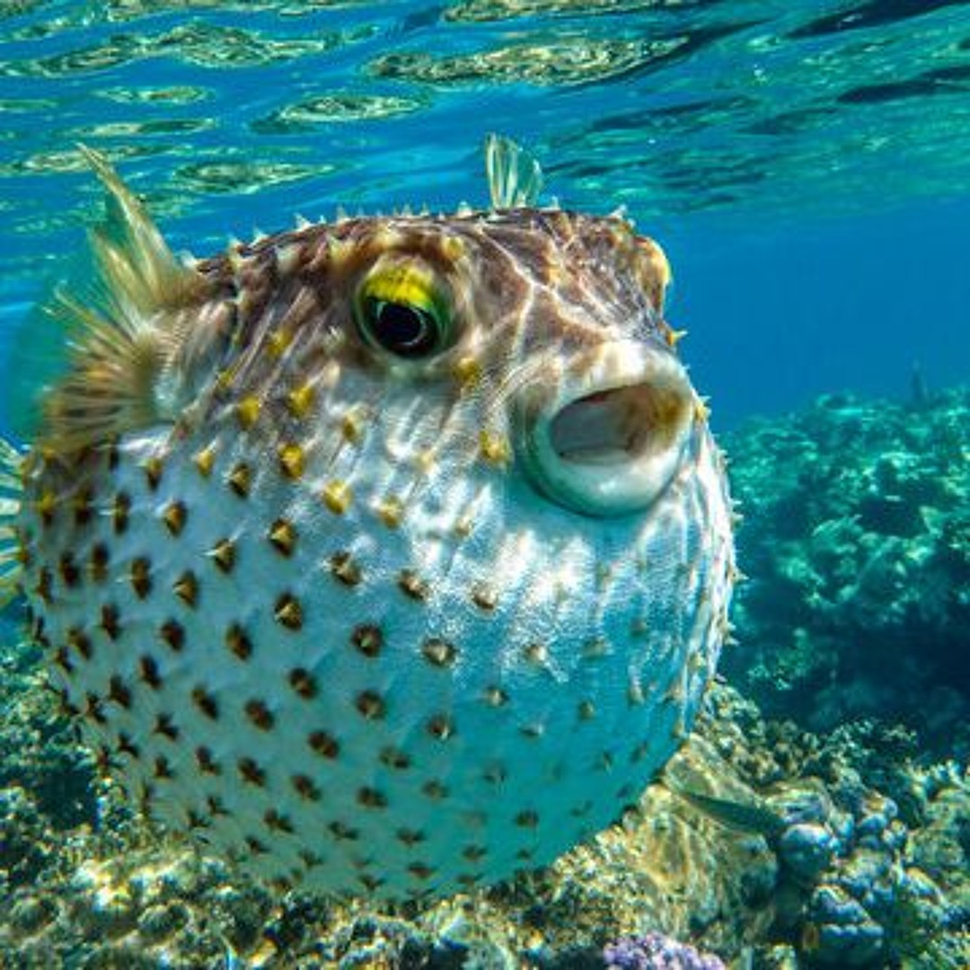 Stream puffer_fish music | Listen to songs, albums, playlists for free ...