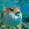 puffer_fish