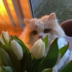 nabish_