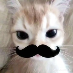 KITTEN