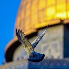 الخنساء ⁠♡