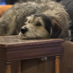 MusicAdmirer4ever_888