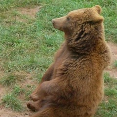 Bear-Skinned