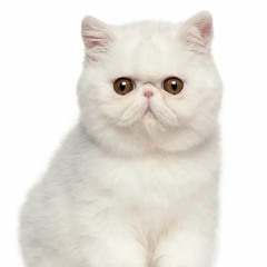 gonnakillmyselfsomeday