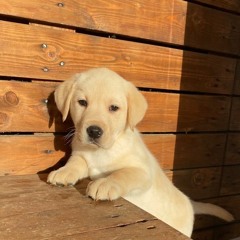 Σκύλοι οδηγοί Λάρα -Lara Guide Dogs