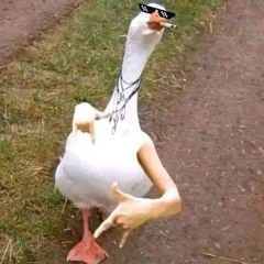 Aihihi