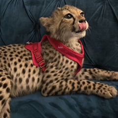 ميم الهاجري