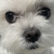 lilminkii