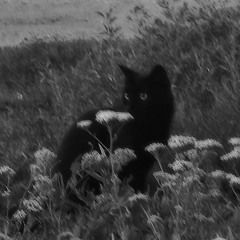 AvA No name
