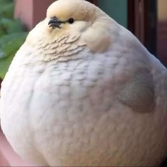 The Birb