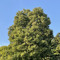 zelkovanimum