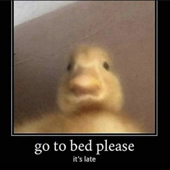duck.jpeg