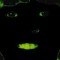 SAM - Ugly Green