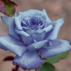 Chez  Cee  🫸❤️‍🫷Da bomb  👑 🩷🩵💚🩶🤍🪽🩰🌹🖋🖕