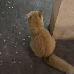 ngayf mai