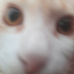 dinu
