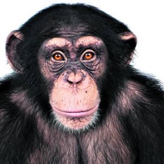 Gangi Flavio