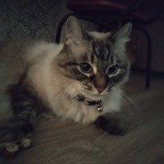 какашка