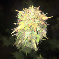 Full Acid Alchemist