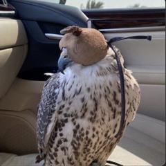 وصـ|ALQAHTANI 🎀.