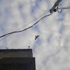 রাফা