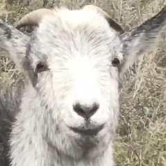 Михаил Андрусик