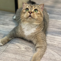 Vinalgold Team MKT Nightlife