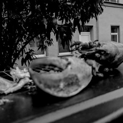 Herrlichtraumhaftergoldfisch