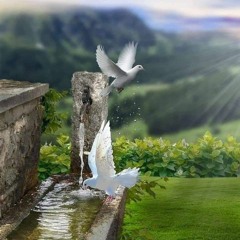 fayroz