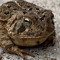 a toad