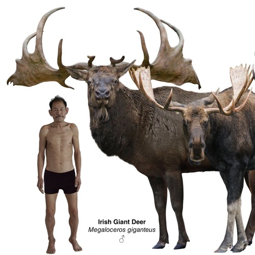 Yeasayer - I Remember (Straight Up! remix)