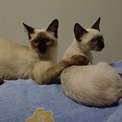 entranhas