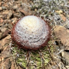 Juan David Castillo N.