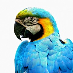 Macawy