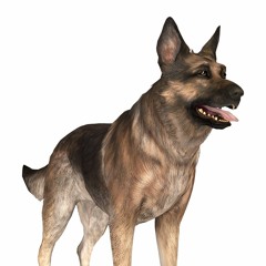 dog(smelly)